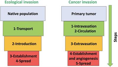 The Genomic Processes of Biological Invasions: From Invasive Species to Cancer Metastases and Back Again